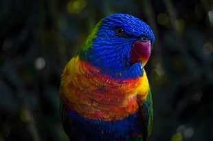 blue, orange, green, and red parrot HD wallpaper