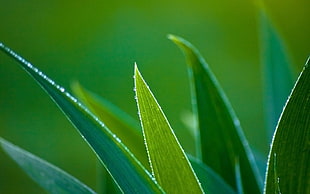 close-up photography of green leaf plant
