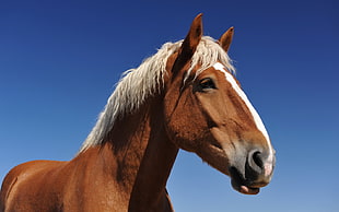 brown horse with white hair in blue background