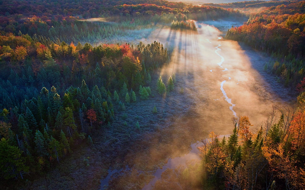 forest during sunrise HD wallpaper