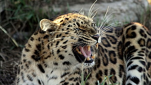snarling leopard HD wallpaper