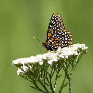 black and brown butterfly perched on white petaled flower