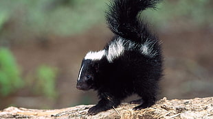 black skunk on brown wood