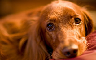 dark Golden Retriever puppy HD wallpaper