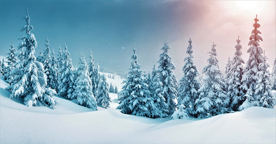 snow coated trees illustration HD wallpaper