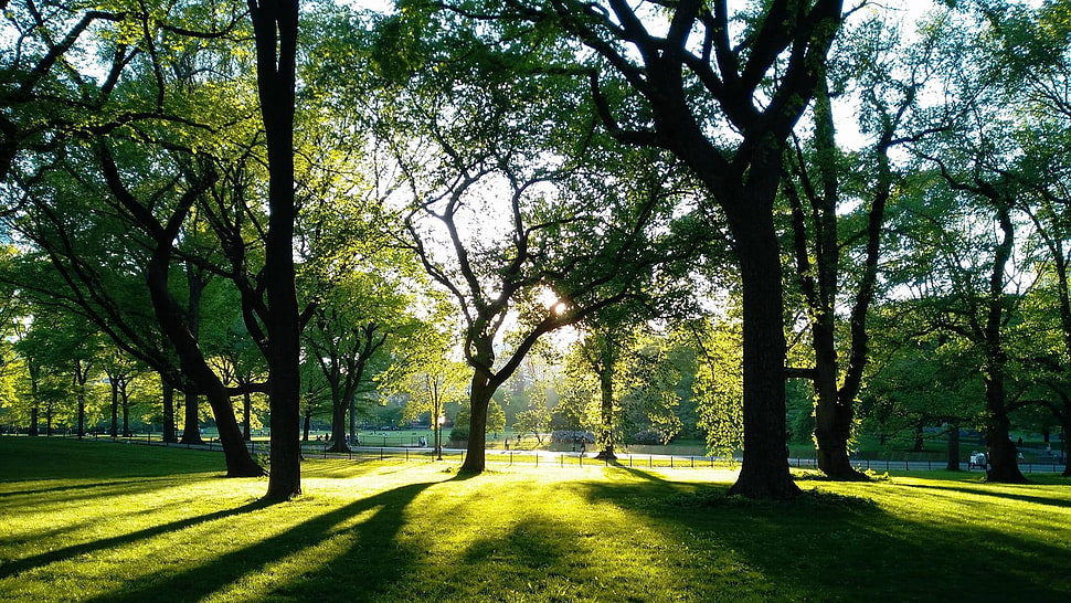 brown and green trees, trees, park, grass HD wallpaper