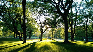 brown and green trees, trees, park, grass
