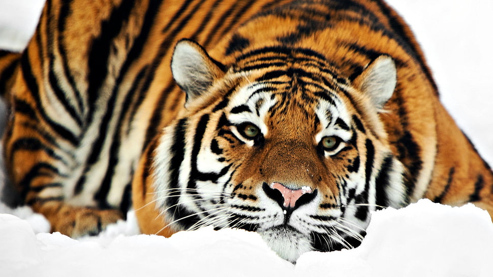 white, black, and orange tiger lying HD wallpaper
