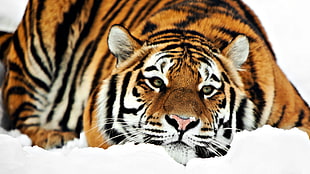 white, black, and orange tiger lying