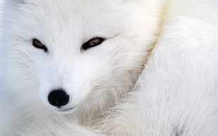 white dog, animals, fox