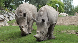 two gray Rhinoceros HD wallpaper