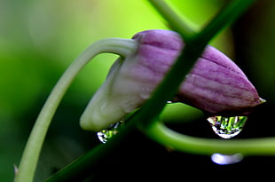 tilt lens photography of purple flower