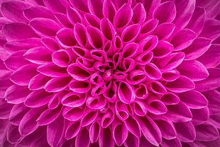 close up photo of pink Chrysanthemum flower HD wallpaper