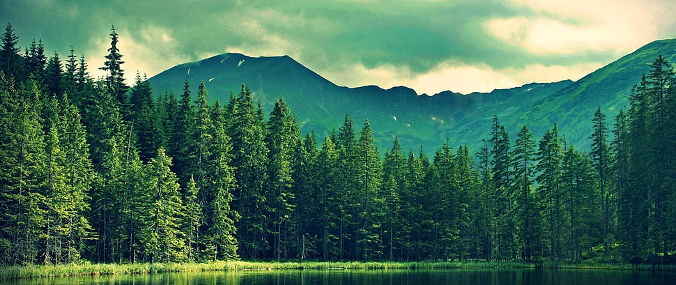 green pine tree and mountain, landscape HD wallpaper