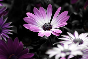 purple osteospermum flower in closeup photography HD wallpaper