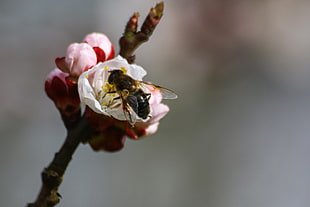 black and yellow bee perched on white petaled flower