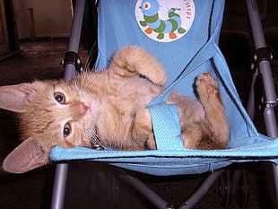 orange tabby kitten on blue stroller