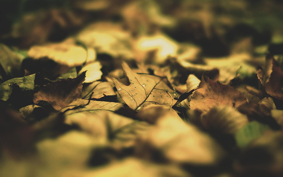 bunch of dried of leaves, photography, nature, fall, leaves HD wallpaper