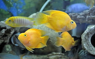 four yellow pet fishes inside aquarium