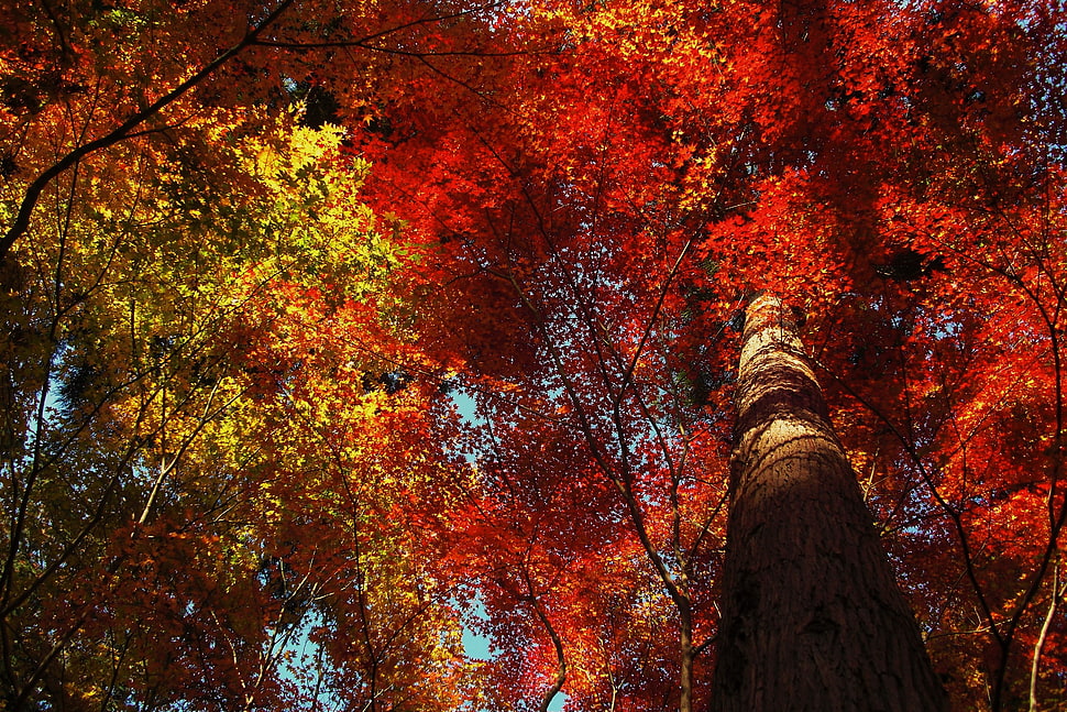green and yellow trees at daytime HD wallpaper