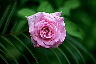 water dew on pink petaled flowers