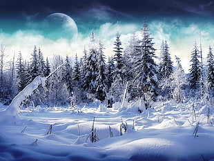 snowy forest landscape photography HD wallpaper