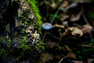 Moss,  Surface,  Close-up
