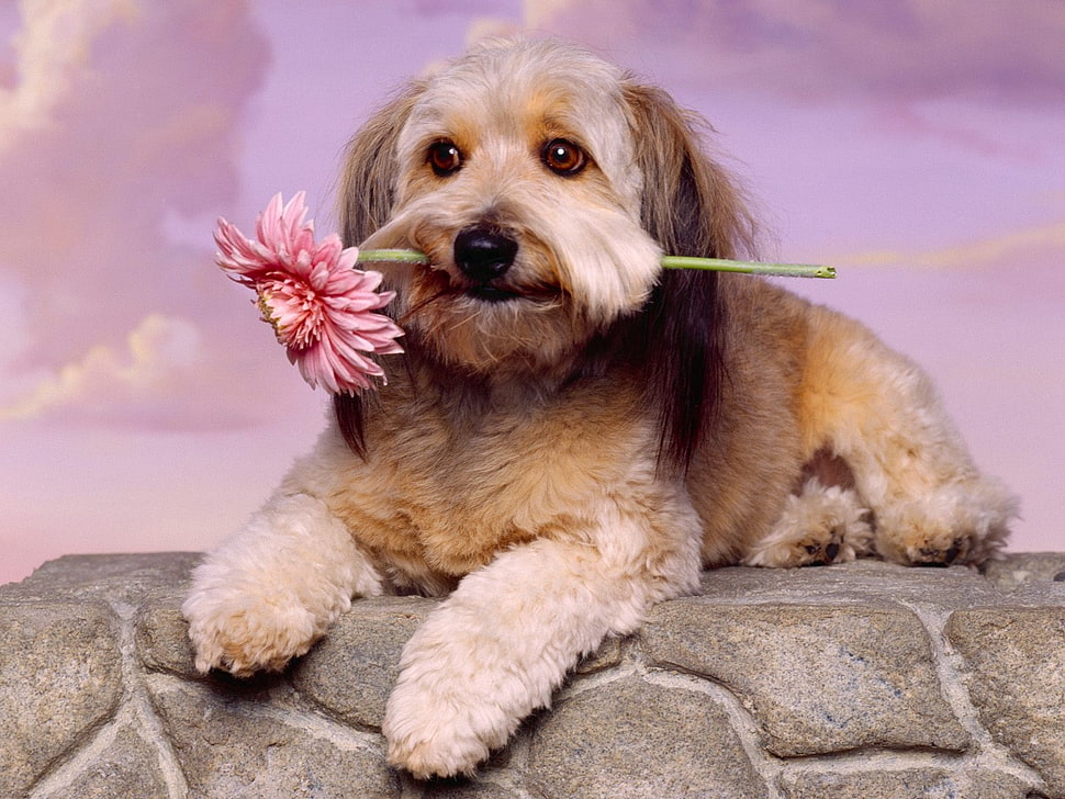 short-coated brown and white dog holding pink petaled flower HD wallpaper