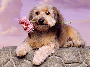 short-coated brown and white dog holding pink petaled flower