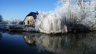 white leafed plant, house, water, winter, reflection