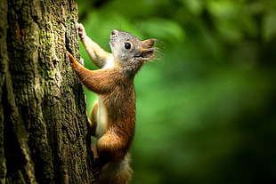 squirrel on tree during daytime