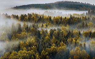 green pine trees with fog during daytime