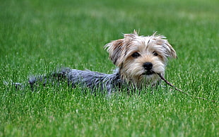 black and tan Yorkshire Terrier on green grass during daytime