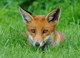 red Fox lying on green grass during daytime, cub
