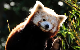 shallow focus of Red Panda during daytime