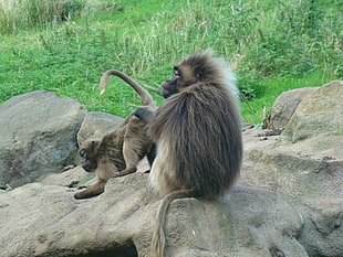two brown monkeys HD wallpaper