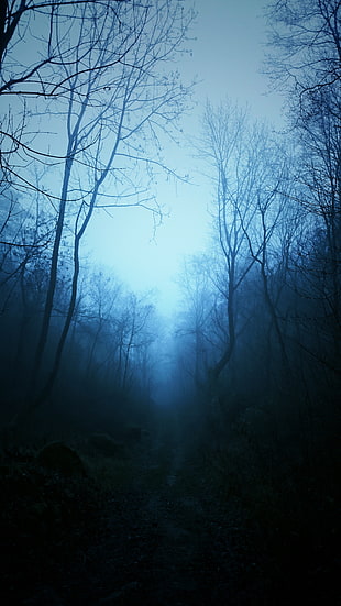 bare trees, mist, nature, dark, blue