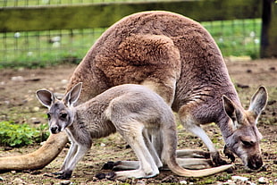 photo of Kangaroo and Joe, kangaroos HD wallpaper