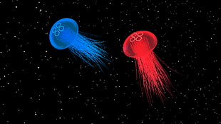 red and blue jellyfishes, jellyfish, space