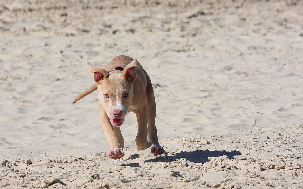 fawn American Pit Bull Terrier puppy HD wallpaper