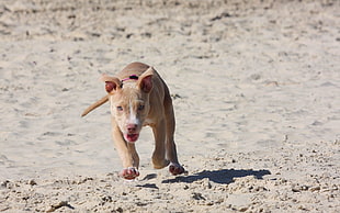 fawn American Pit Bull Terrier puppy