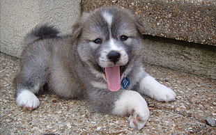 gray and white puppy outdoor during daytime