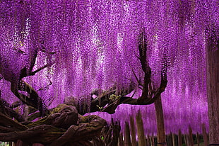 purple leafed tree, photography, trees