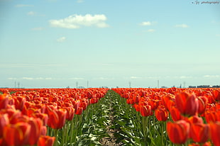 field of red Tulips on clear blue sky