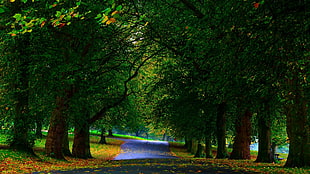 green leaf trees beside gray road