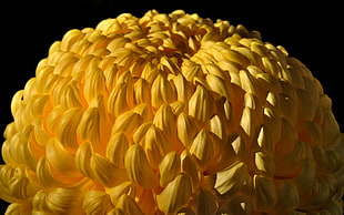 portrait of yellow flower
