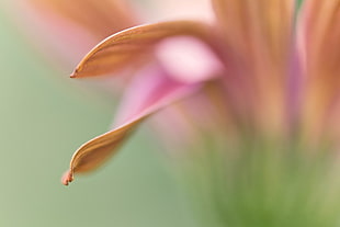 pink Daisy selective focus photography HD wallpaper
