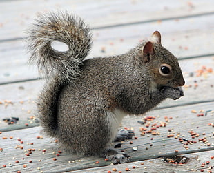 wildlife photography of gray squirrel