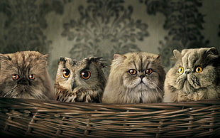 three short-coated gray cats with brown owl, animals, cat, owl, humor