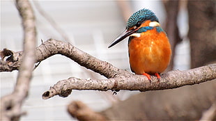 wildlife photography of orange wood pecker on tree branch